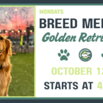 Golden Retrievers playing together during a Breed Meetup at The Broken Leash Dog Park & Bar in North Charleston.