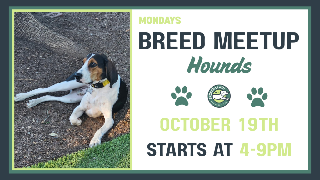 Hounds playing together during a Breed Meetup at The Broken Leash Dog Park & Bar in North Charleston.
