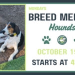 Hounds playing together during a Breed Meetup at The Broken Leash Dog Park & Bar in North Charleston.