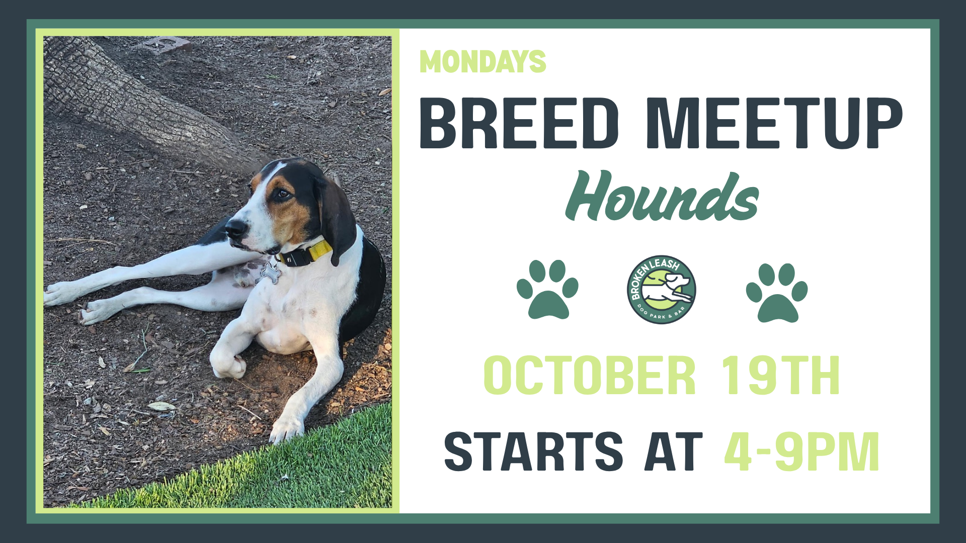 Hounds playing together during a Breed Meetup at The Broken Leash Dog Park & Bar in North Charleston.