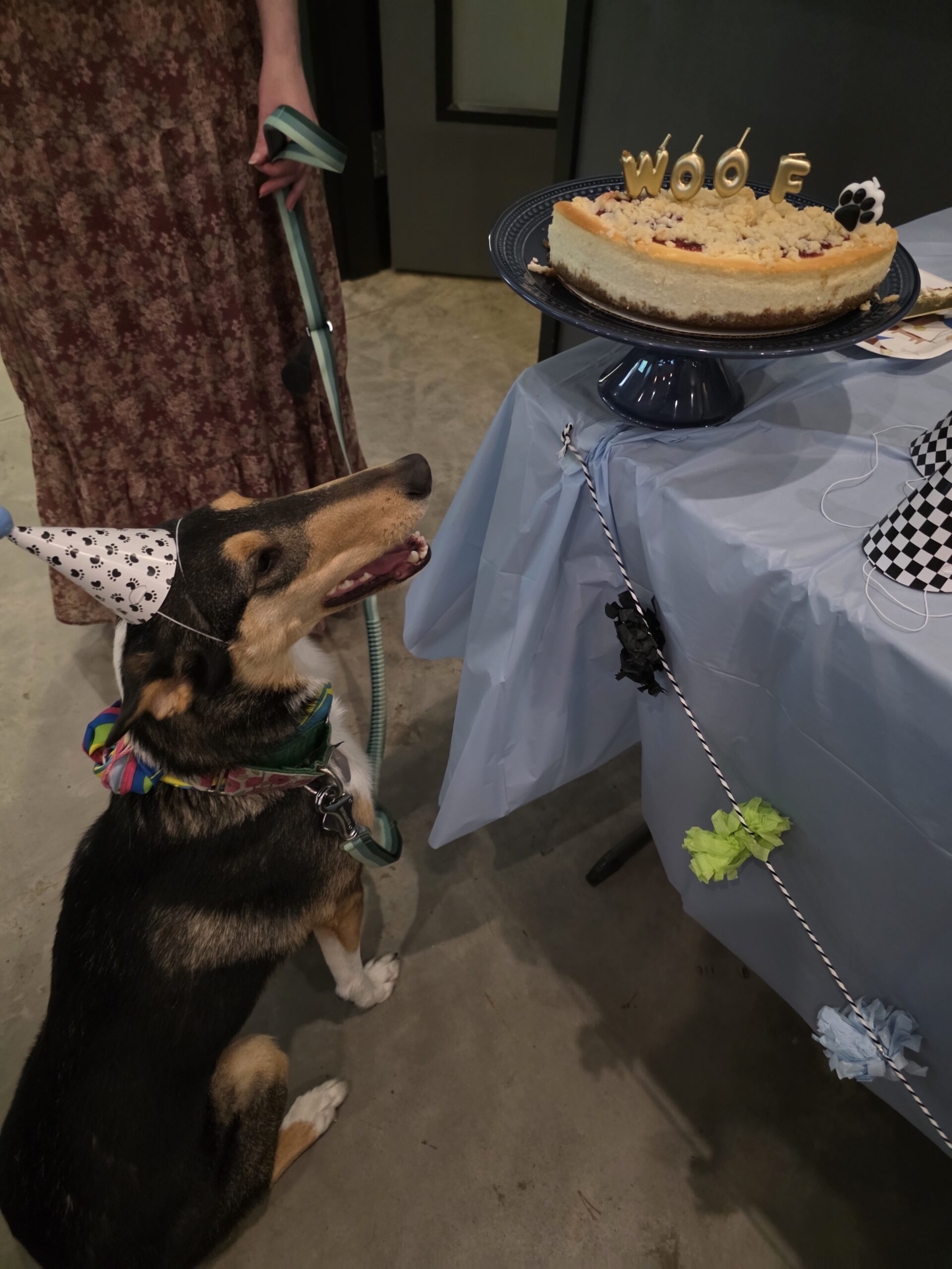 Lucy checking out her birthday dessert at Broken Leash